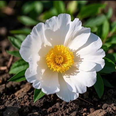 白芍花