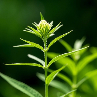 百蕊草