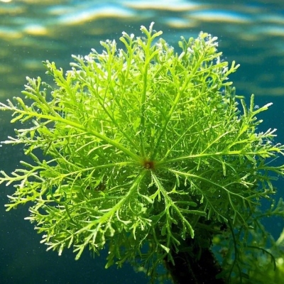 海藻