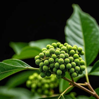 吴茱萸