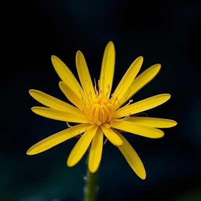 蓝盆花