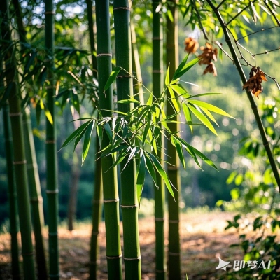 苦竹