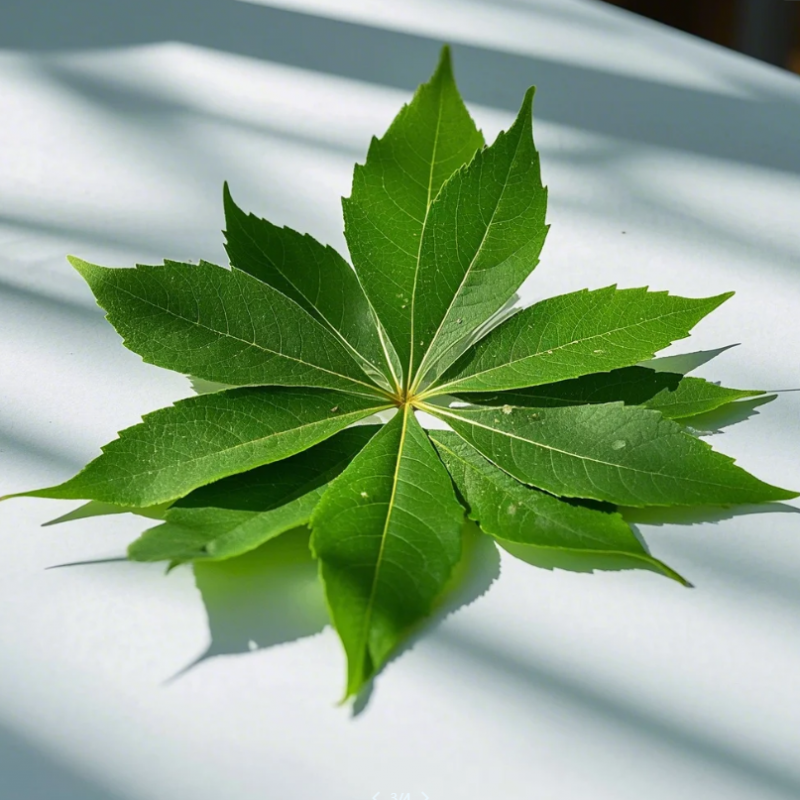 七叶一把伞