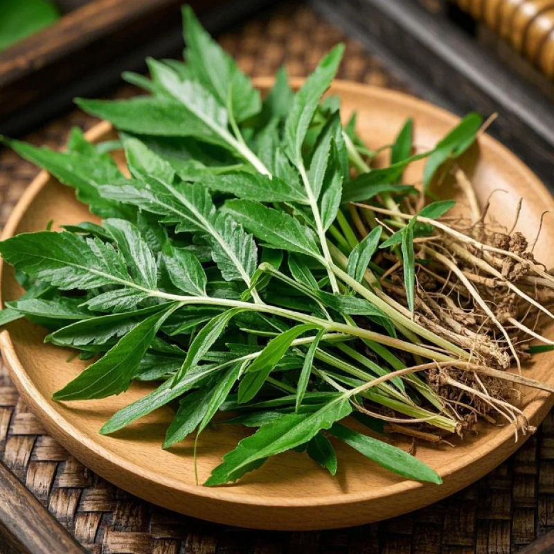 凤尾草