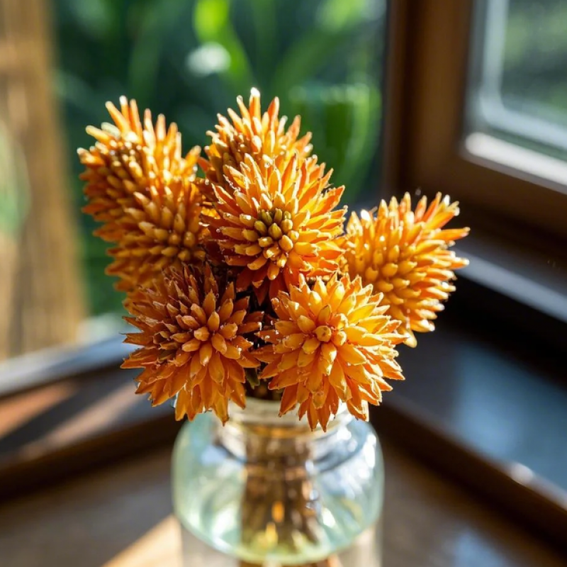 铁树花