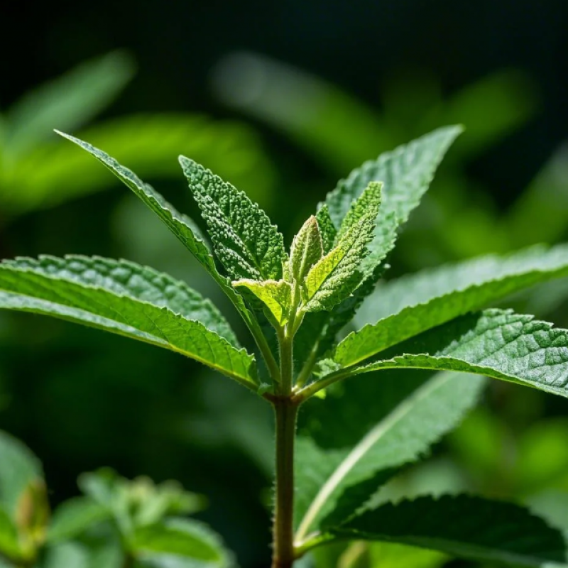 仙桃草