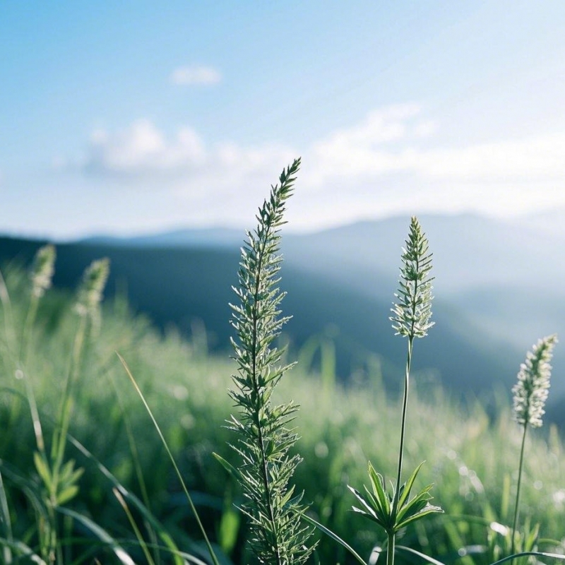 鹿茸草