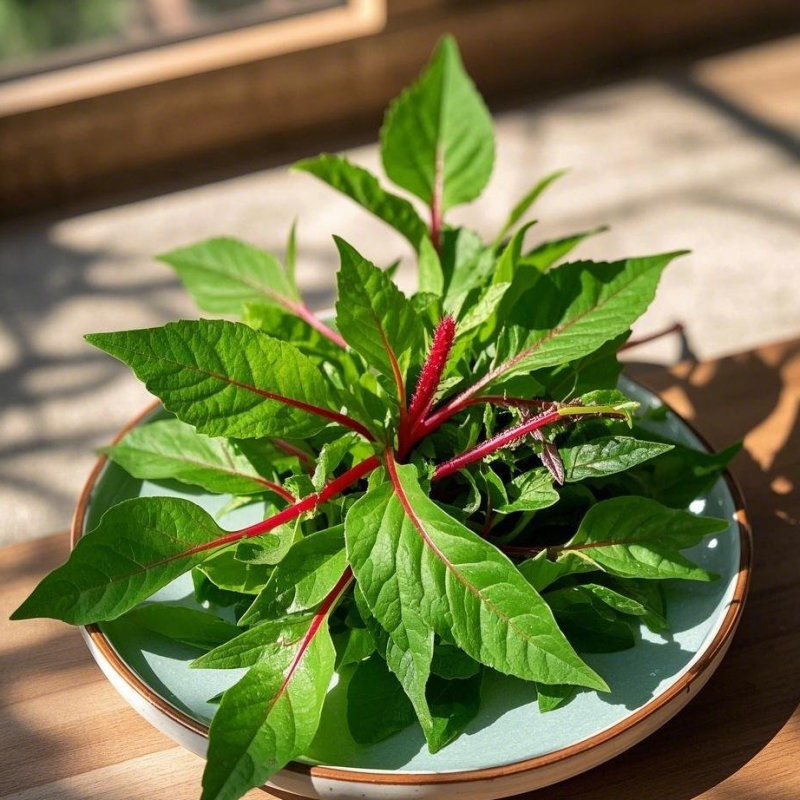 刺苋菜